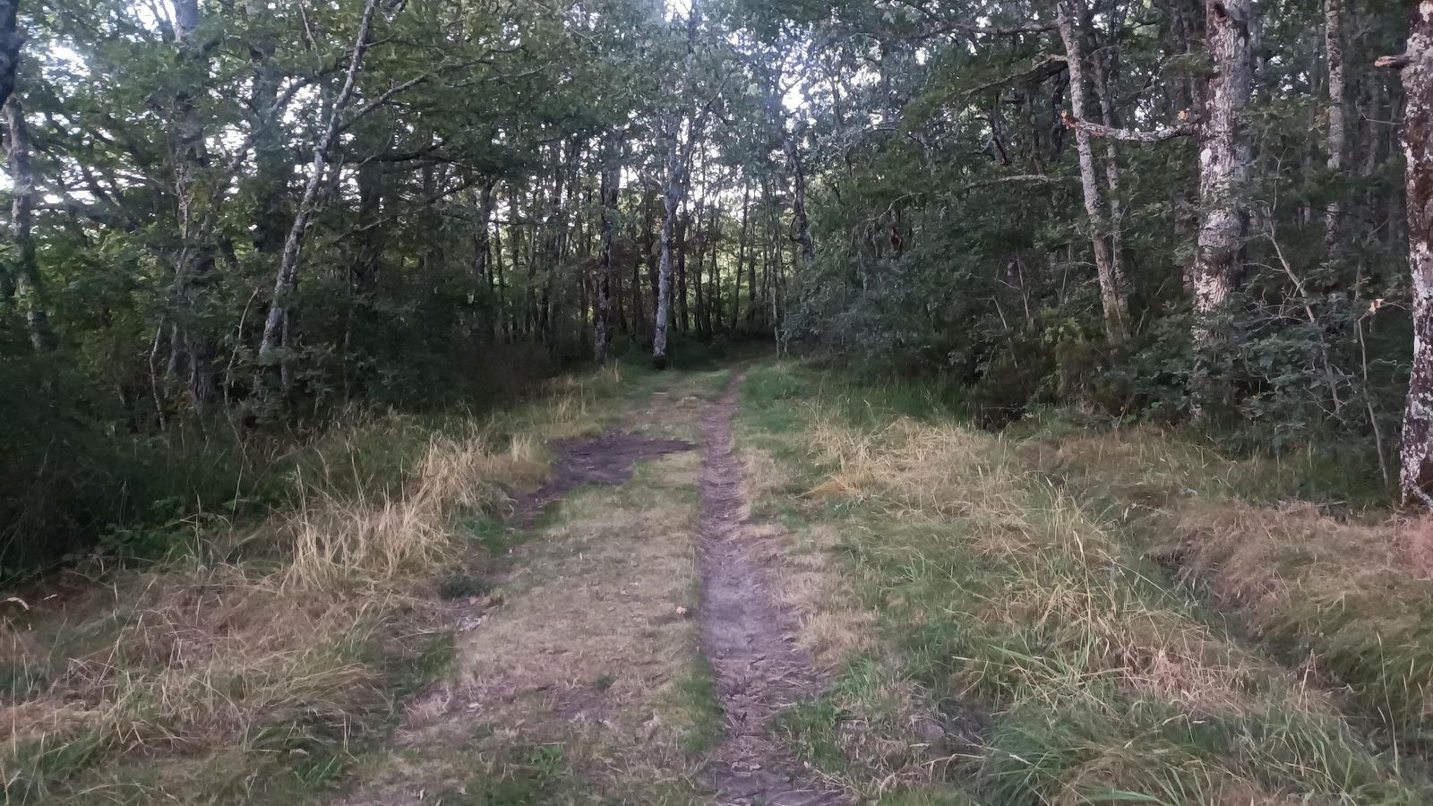 Al poco de salir de Guardo, nos internamos en un bosque.