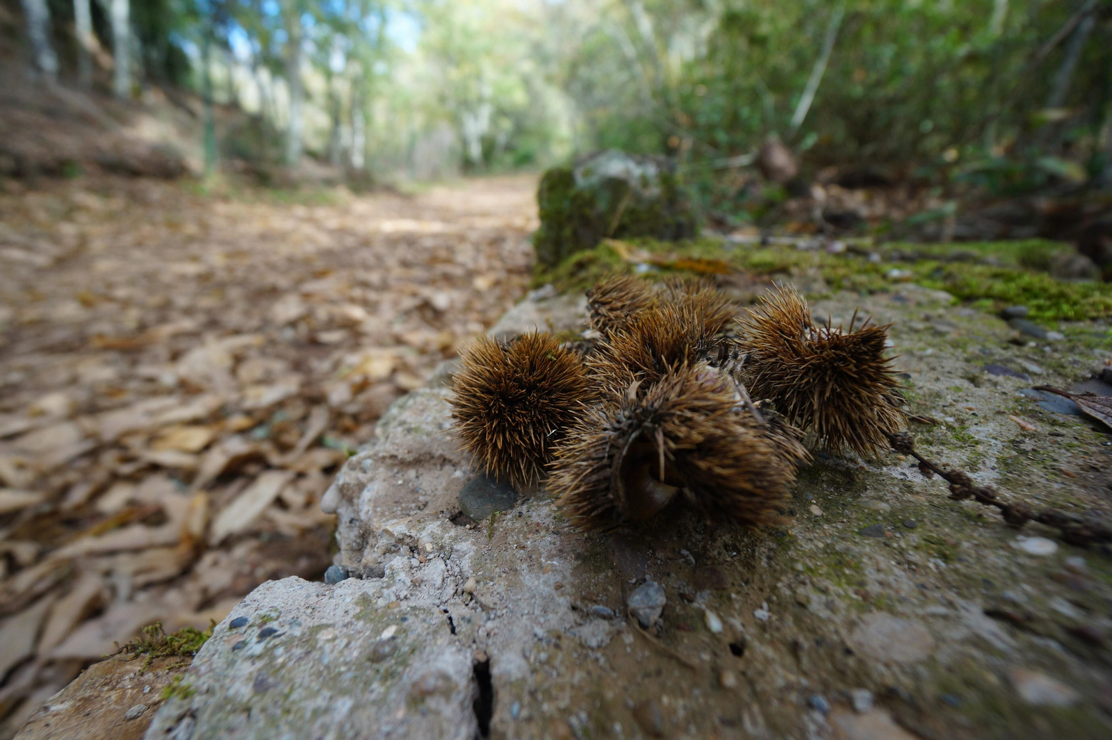 Un paseo en fotografías por el castañar de Valdejetas en la Sierra de Córdoba