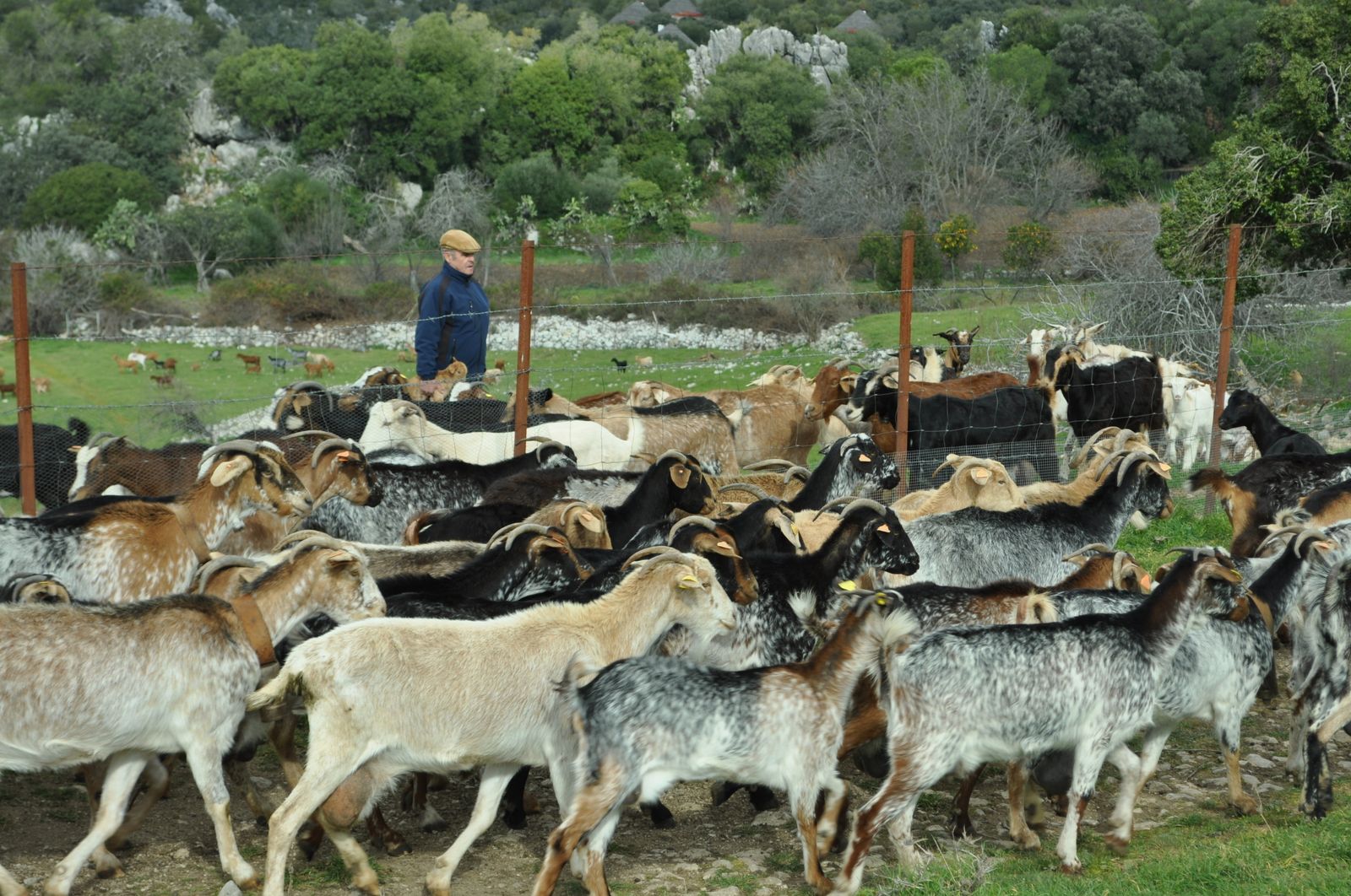 Imagen de un rebaño de cabras en el campo gaditano.