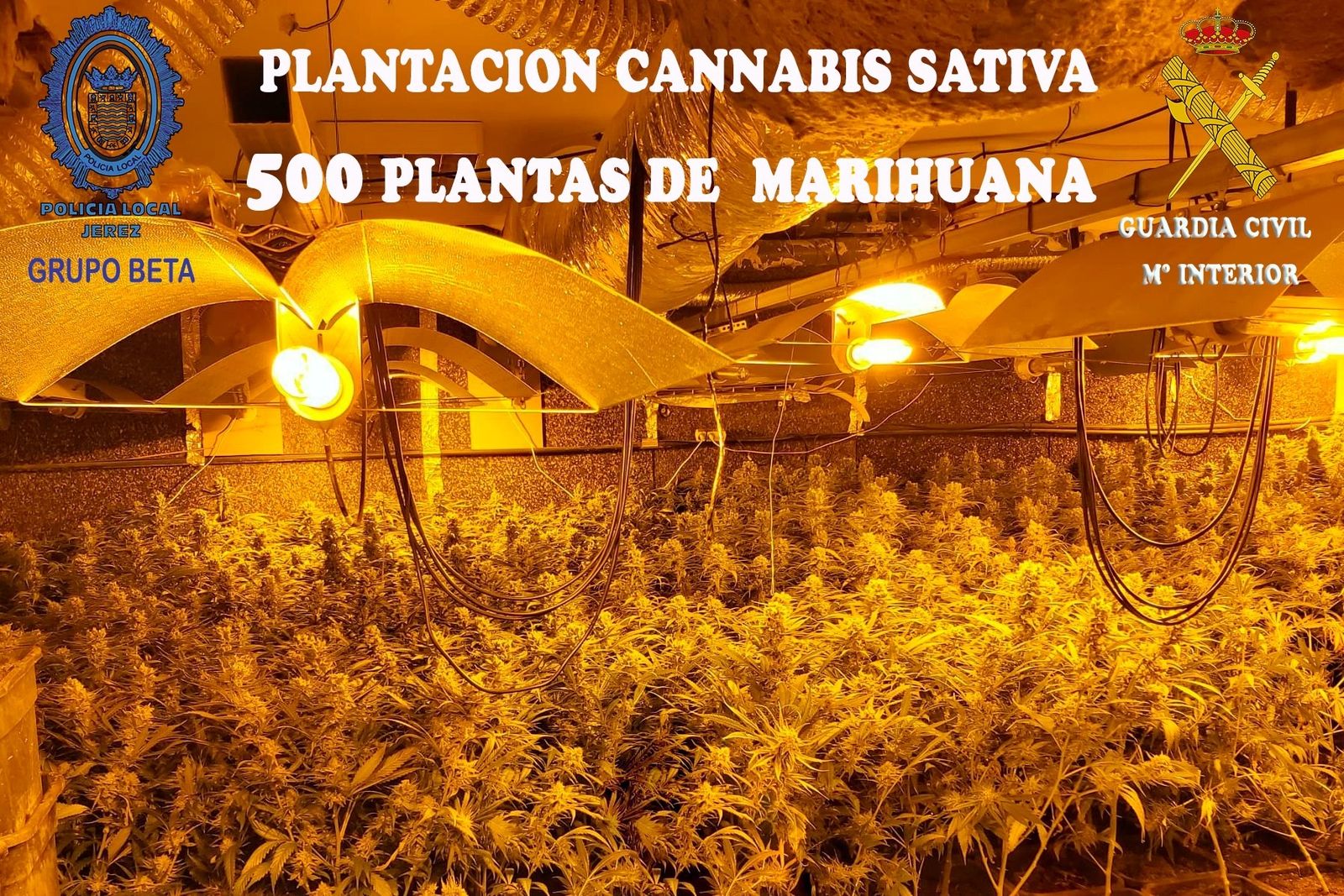 Imagen de la plantación que ha sido localizada por los agentes de los dos cuerpos.