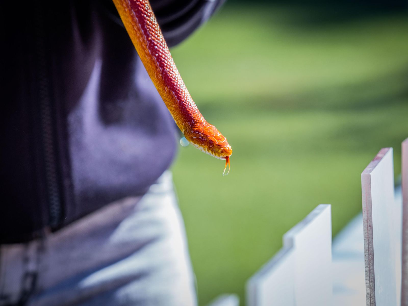 Las imágenes de San Antón 2025 en San Fernando