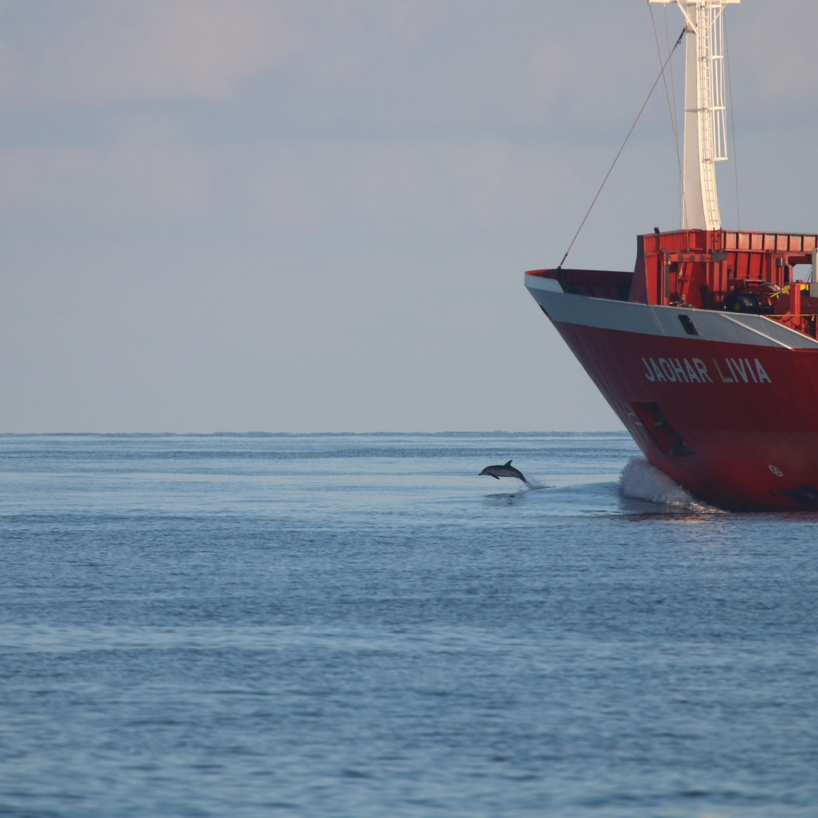 Navegando en el Poniente de Almería: del espectáculo de los delfines a los plásticos y petacas en el mar