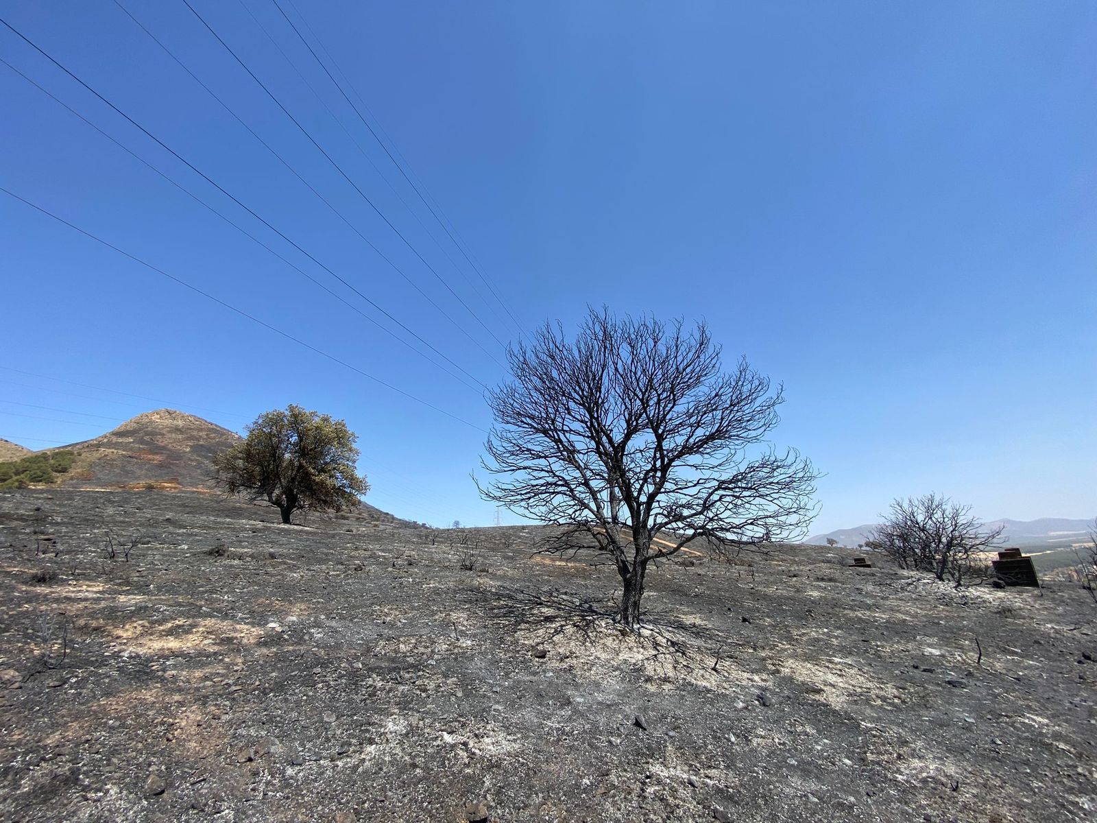 Superficie calcinada por el incendio de Pinos Puente