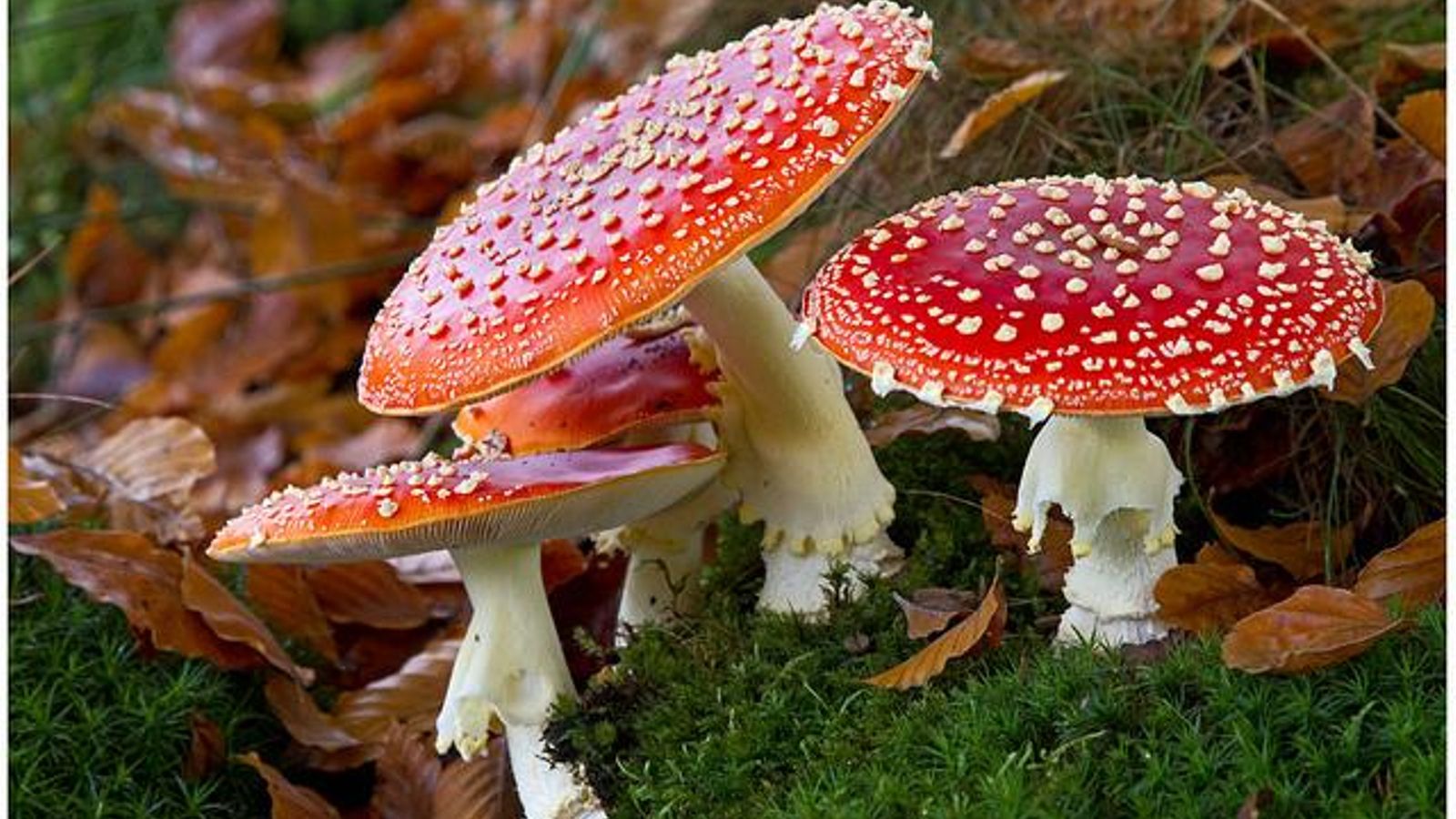 Amanita muscaria