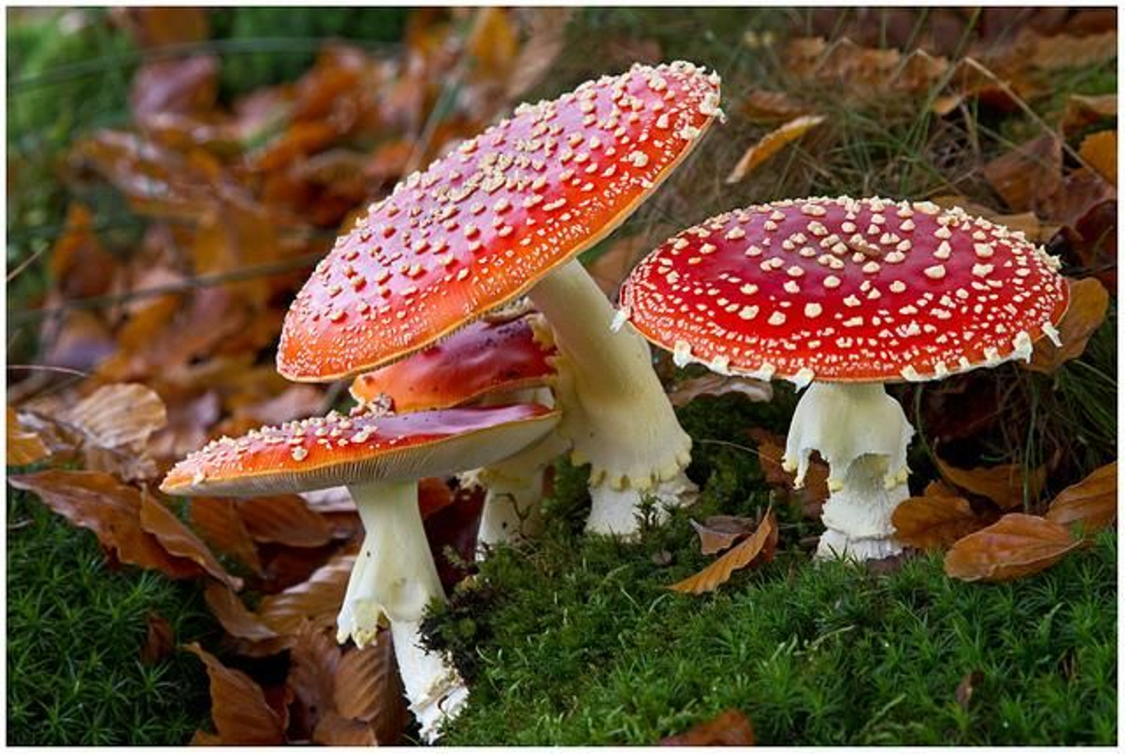 Amanita muscaria