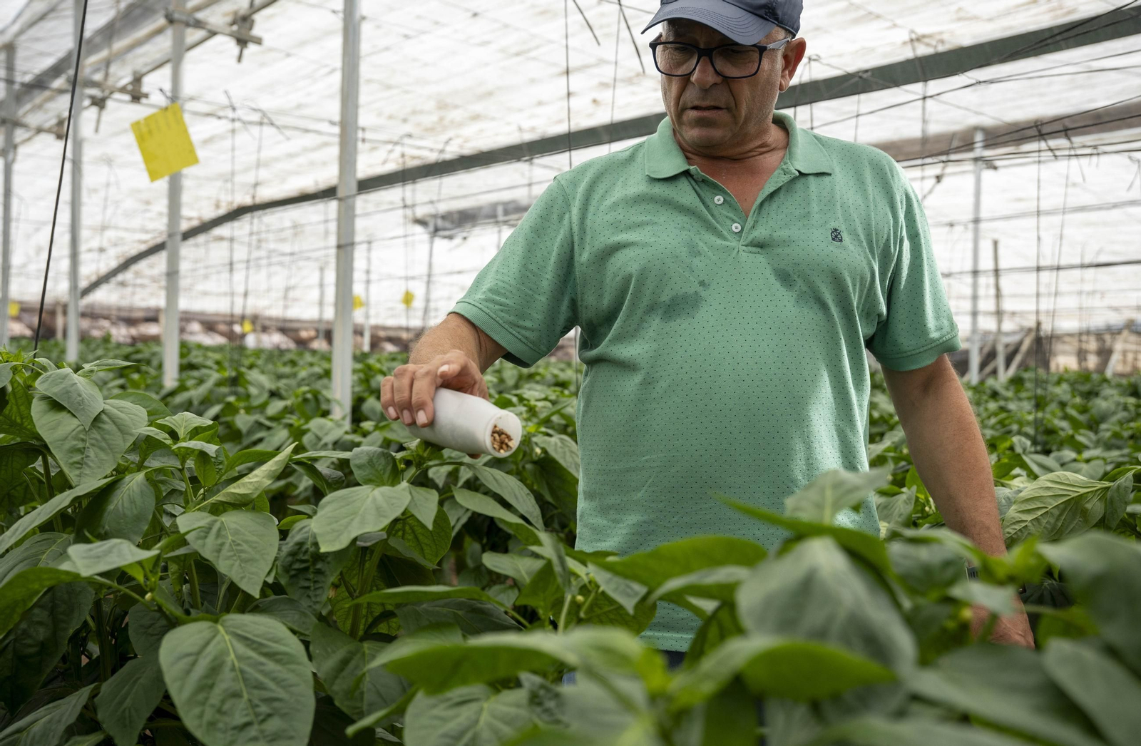 Las imágenes de la suelta de bichos depredadores para la lucha biológica en invernadero por Agrobio