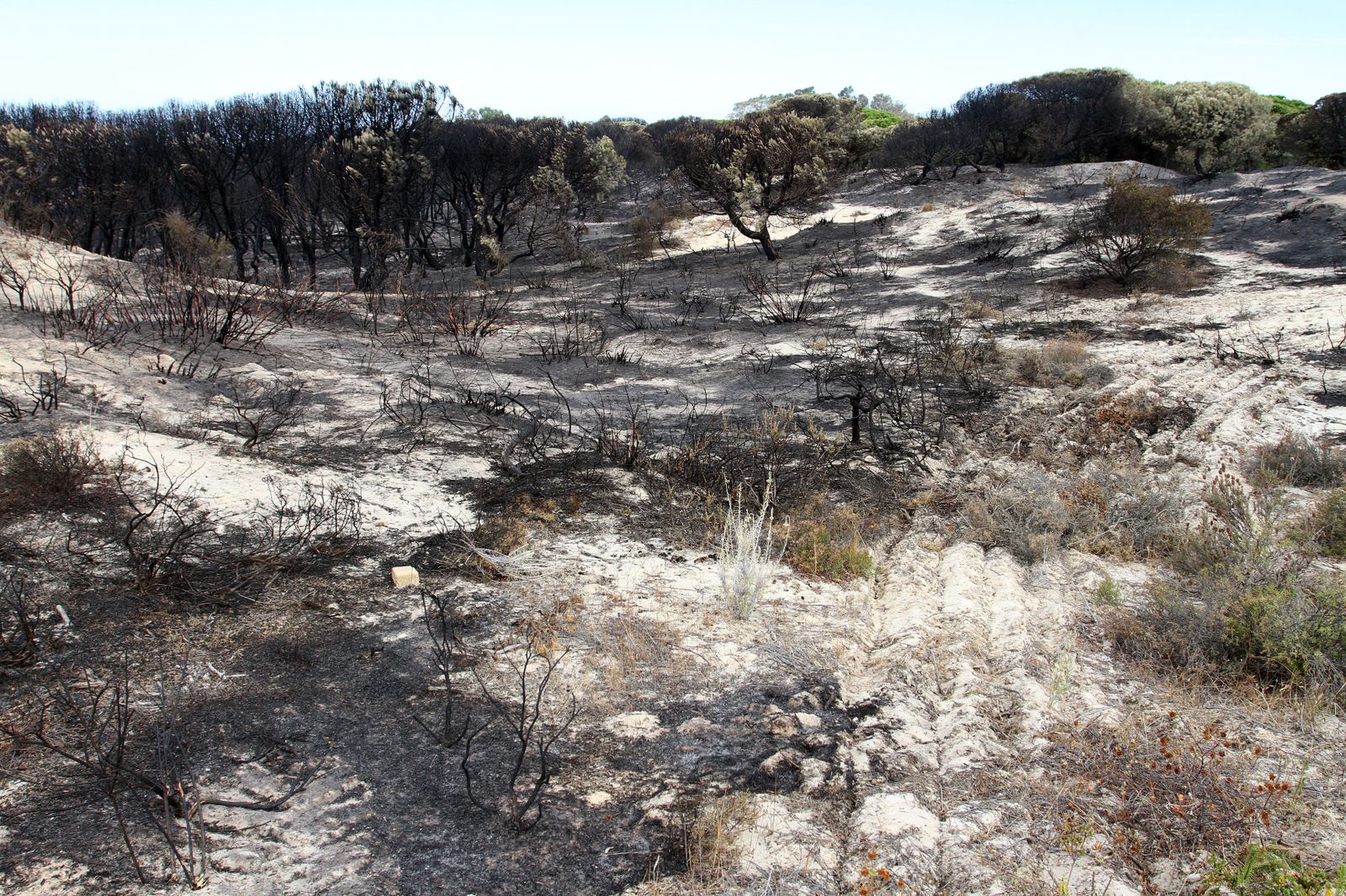 Imágenes de las consecuencias del incendio de Moguer