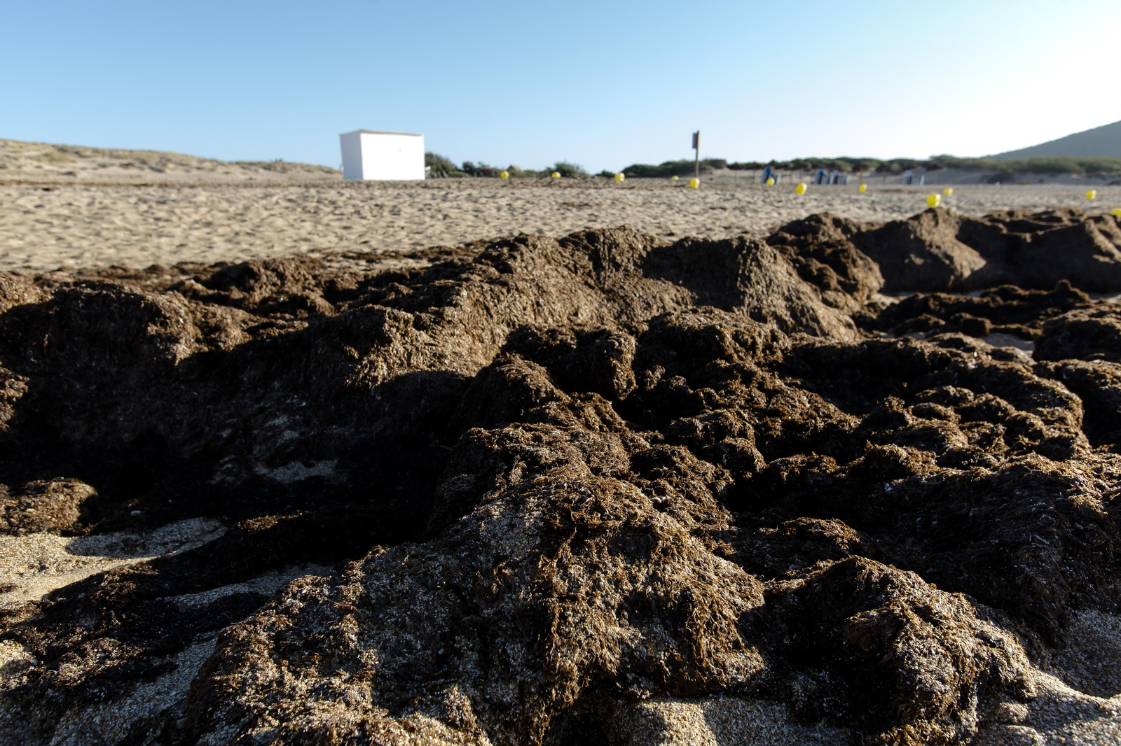 El alga asiática invade de nuevo la playa de Los Caños de Meca