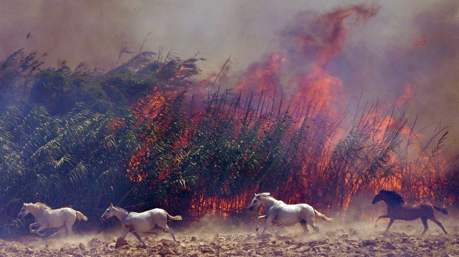 Así fue la salvación de las llamas de una manada de caballos en La Teja