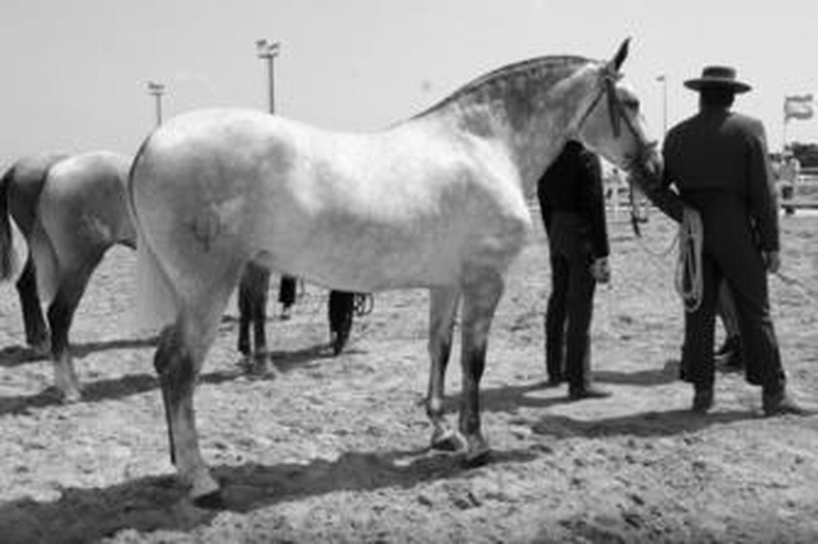 Una de las potras participantes en el concurso de La Menacha.