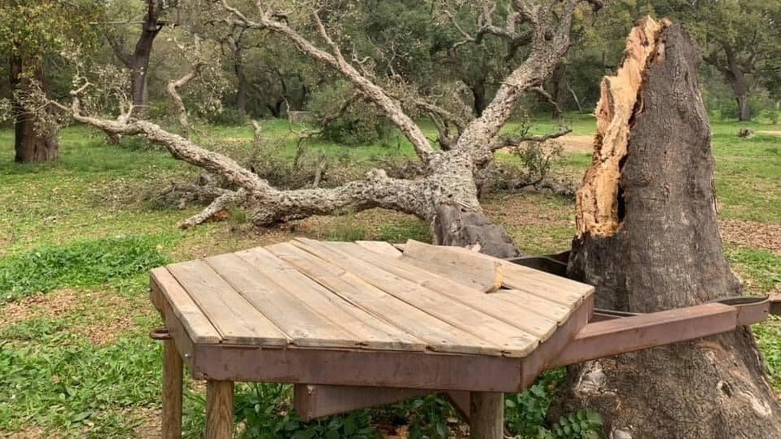 Un alcornoque caído en el Cerro del Moro.