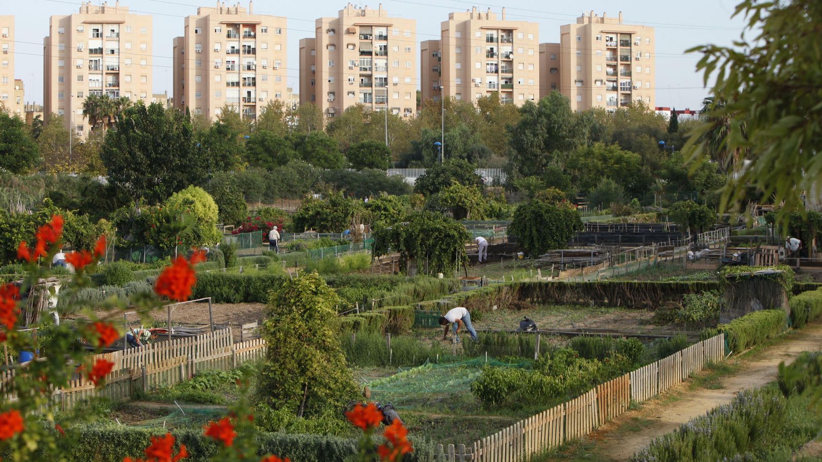 Los huertos de Miraflores en el parque del mismo nombre, en el Distrito Norte.