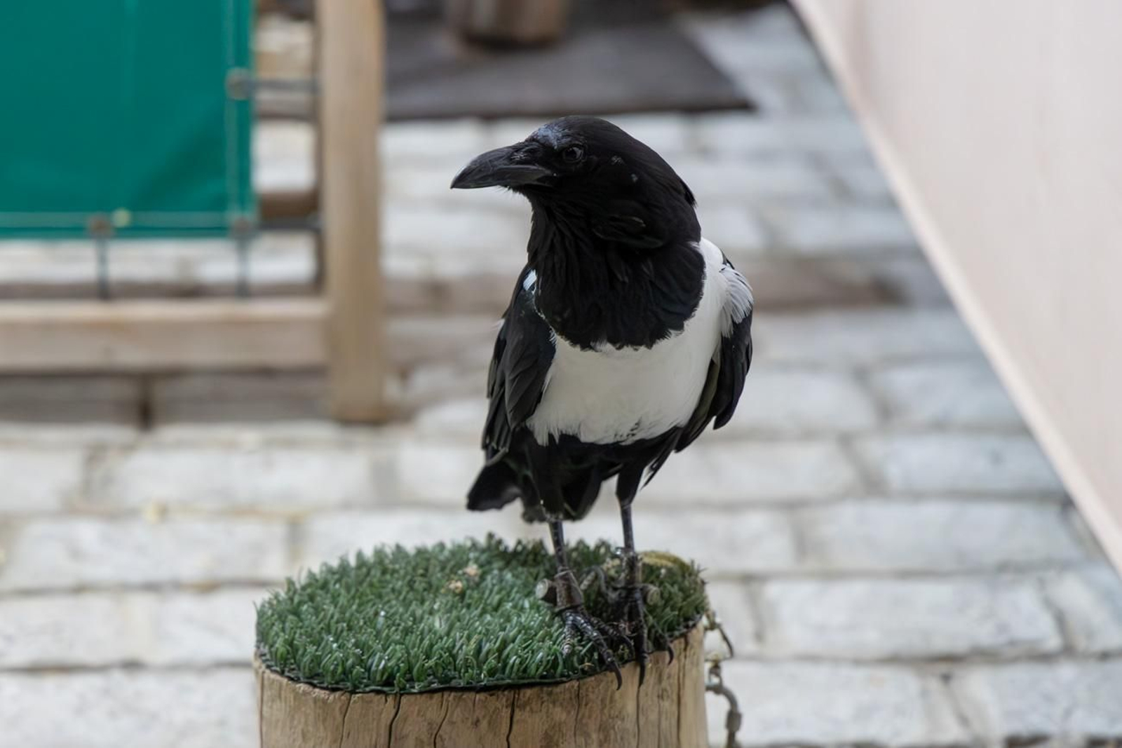 Fiestas Calatravas de Alcaudete