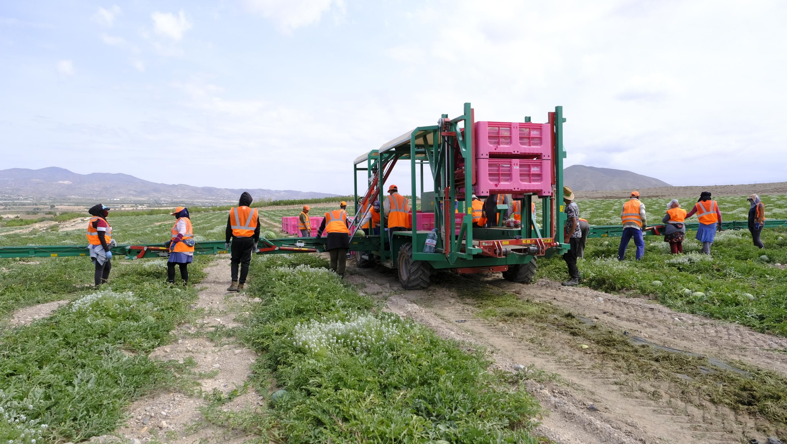 La sandía y el melón de Huércal Overa, manjares en imágenes