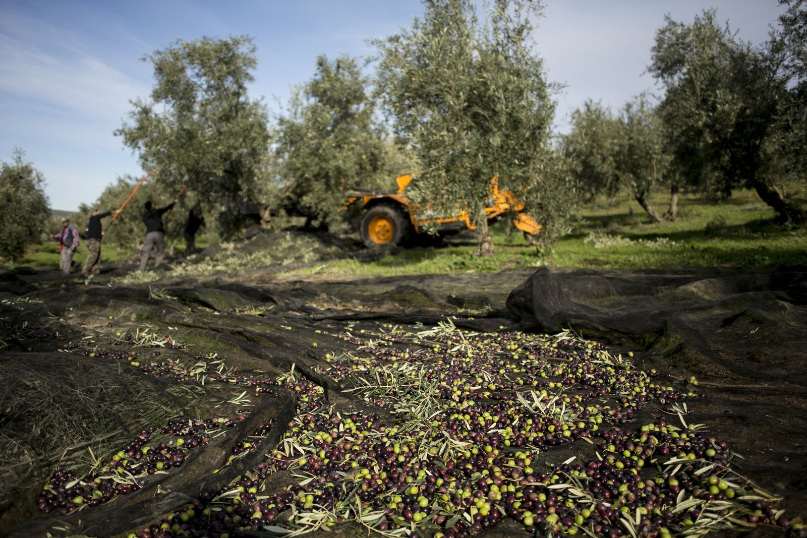 La campaña de recogida de la aceituna se encuentra en estos momentos en pleno desarrollo.