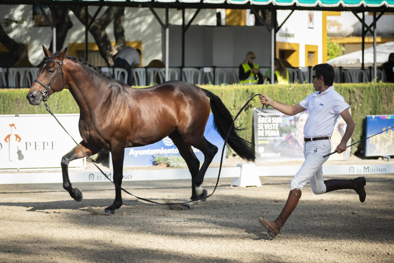 El concurso Campeón de Campeones en el Depósito de Sementales de Jerez