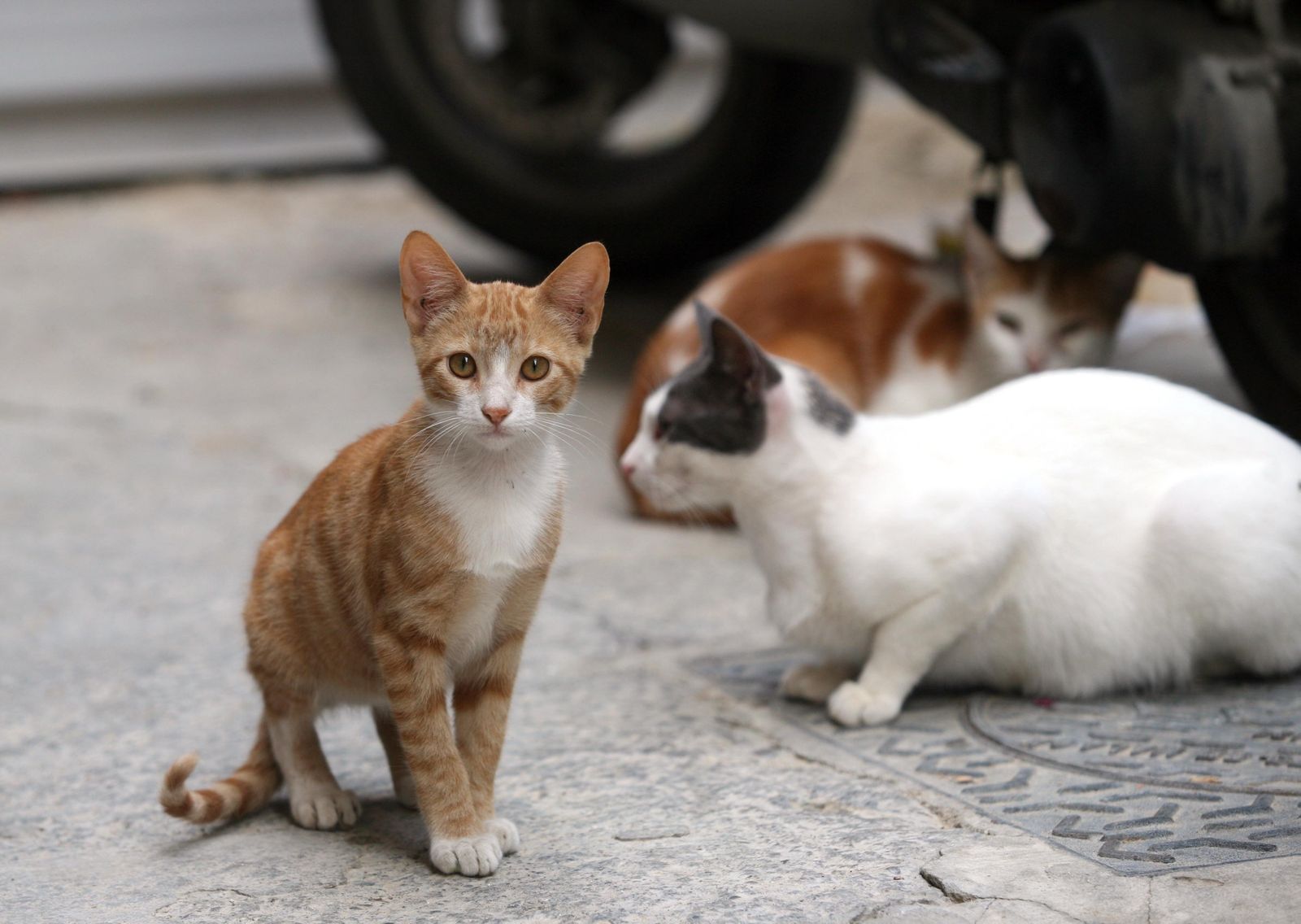 Gatos en la calle.