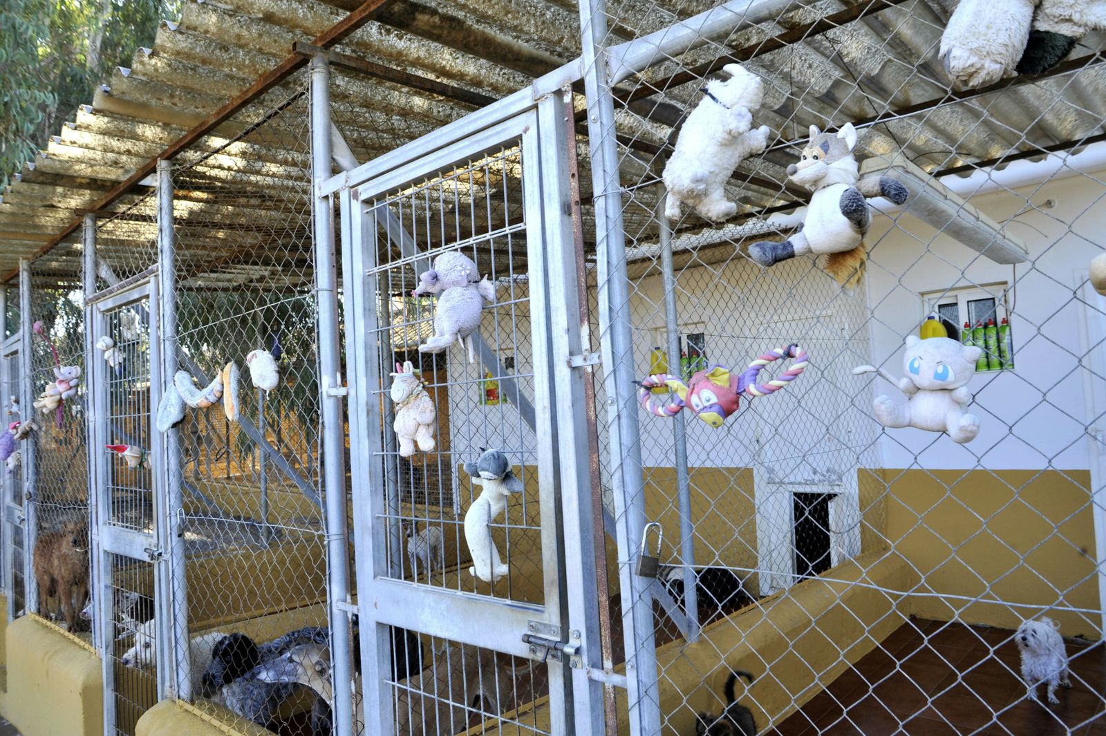 Centro de Animales Abandonados y Perdidos de Villamartín.