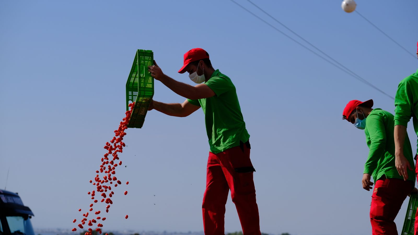 Fotogalería destrucción de pepinos en Almería