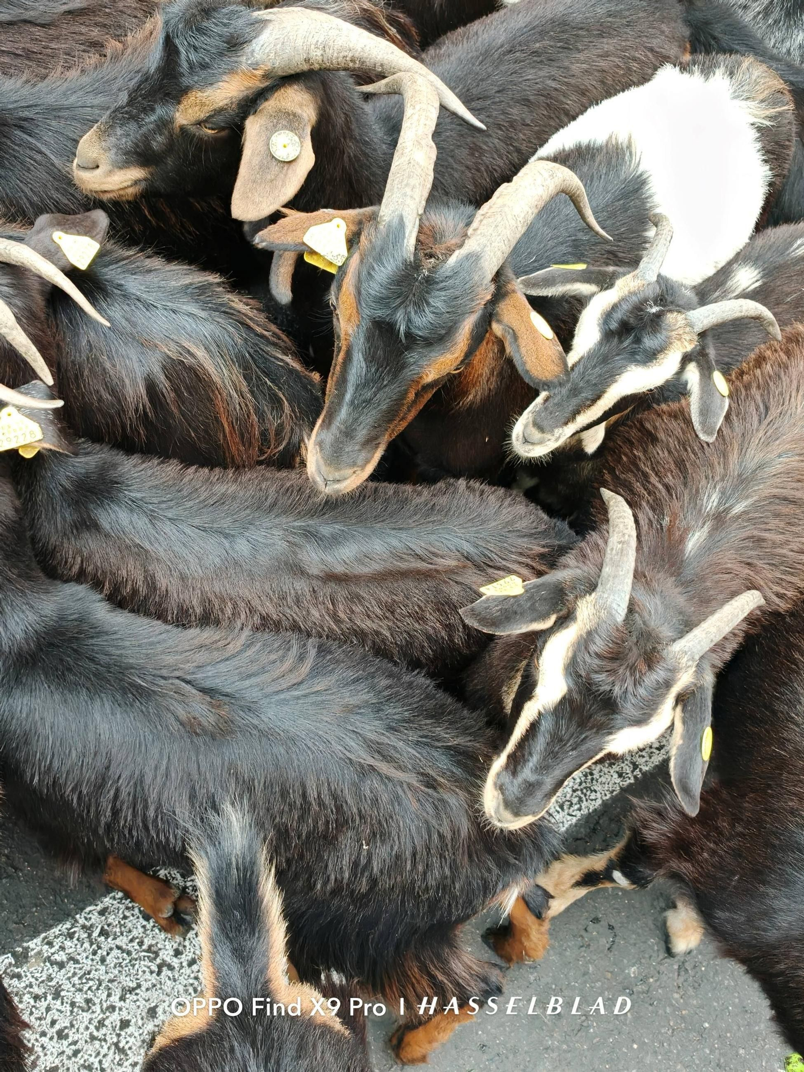 Foto tomada con el Oppo Find X9.jpg