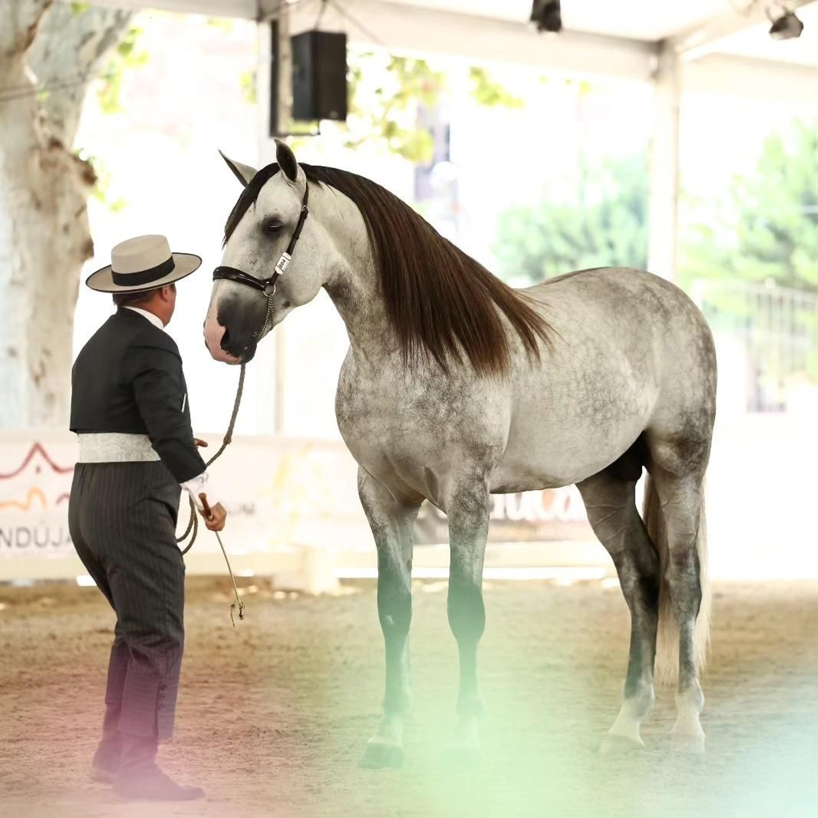 Así es el bello concurso de caballos de Andújar, en imágenes