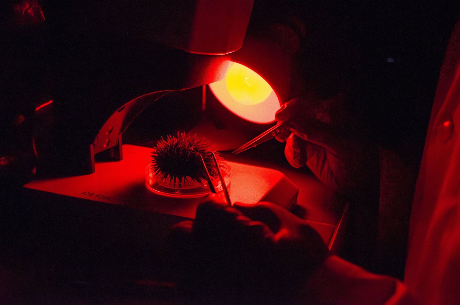 Investigación marina en el laboratorio.