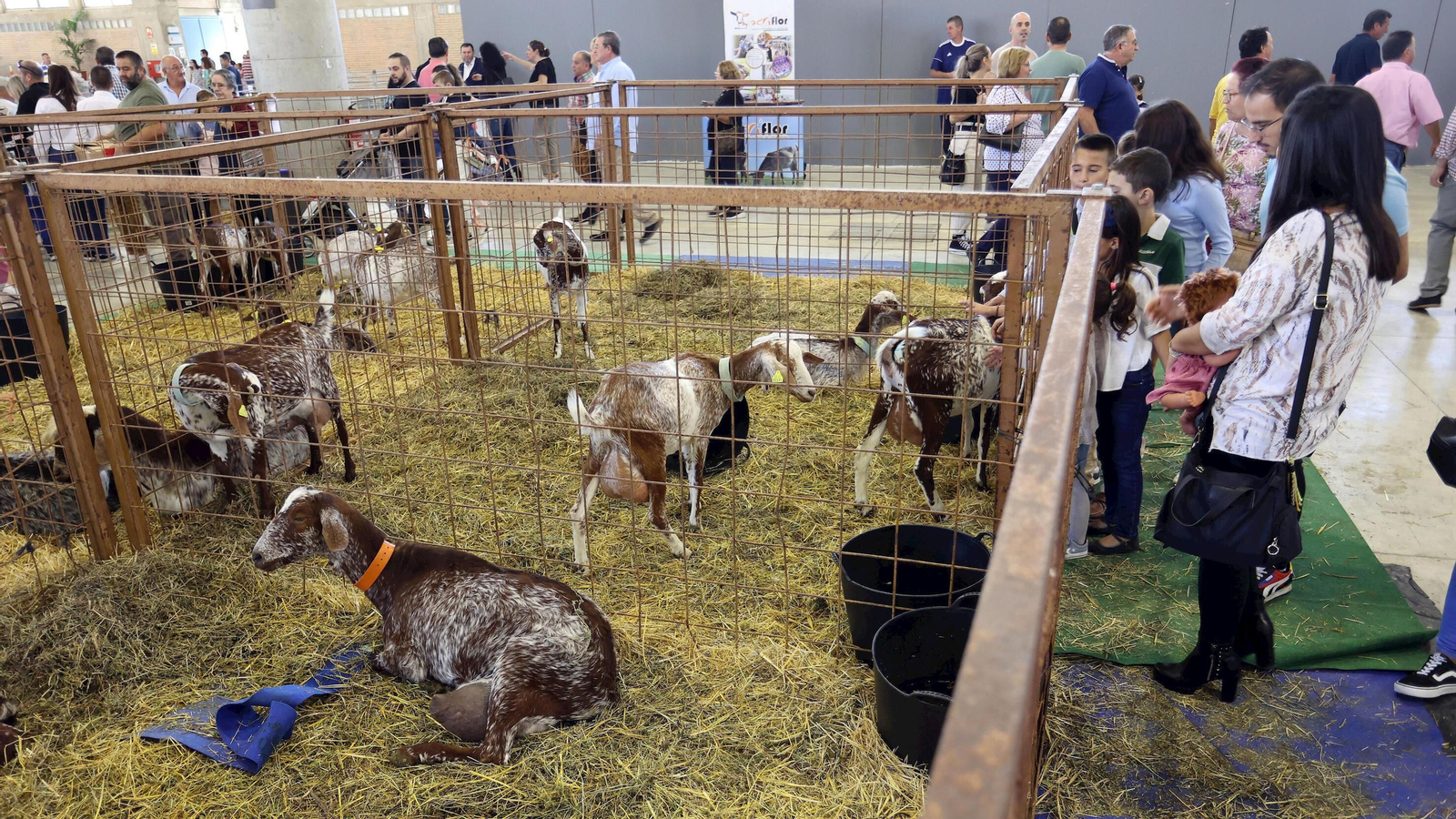 Gran afluencia de público en la clausura de Fegasur