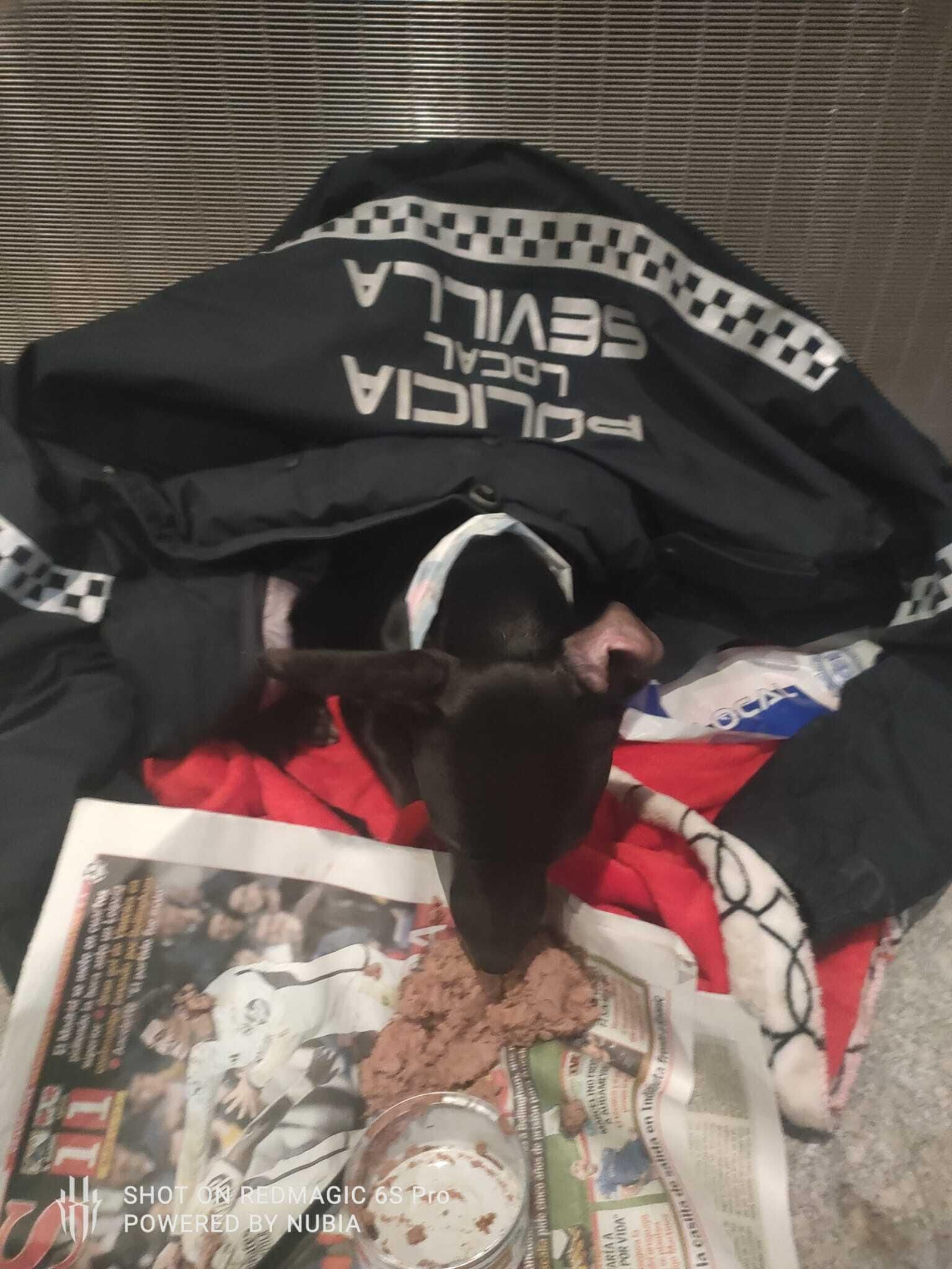 Un perro con un abrigo de la Policía Local.