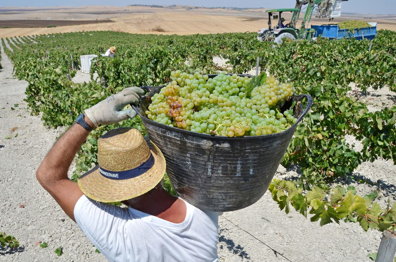 Un hombre carga un cesto con uvas en una vendimia.