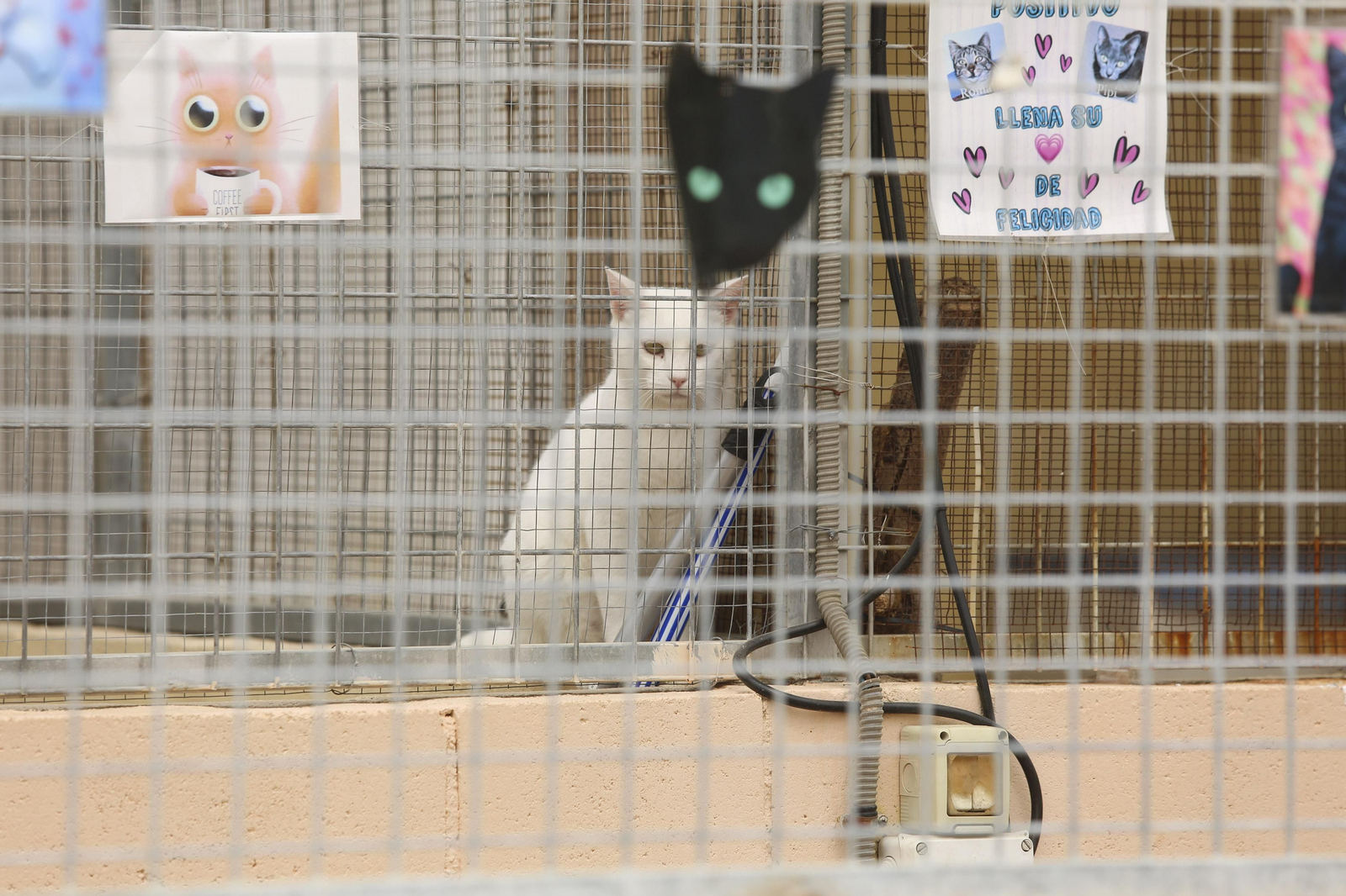 Las fotos de los animales de la Protectora de Málaga Las fotos de los animales de la Protectora de Málaga
