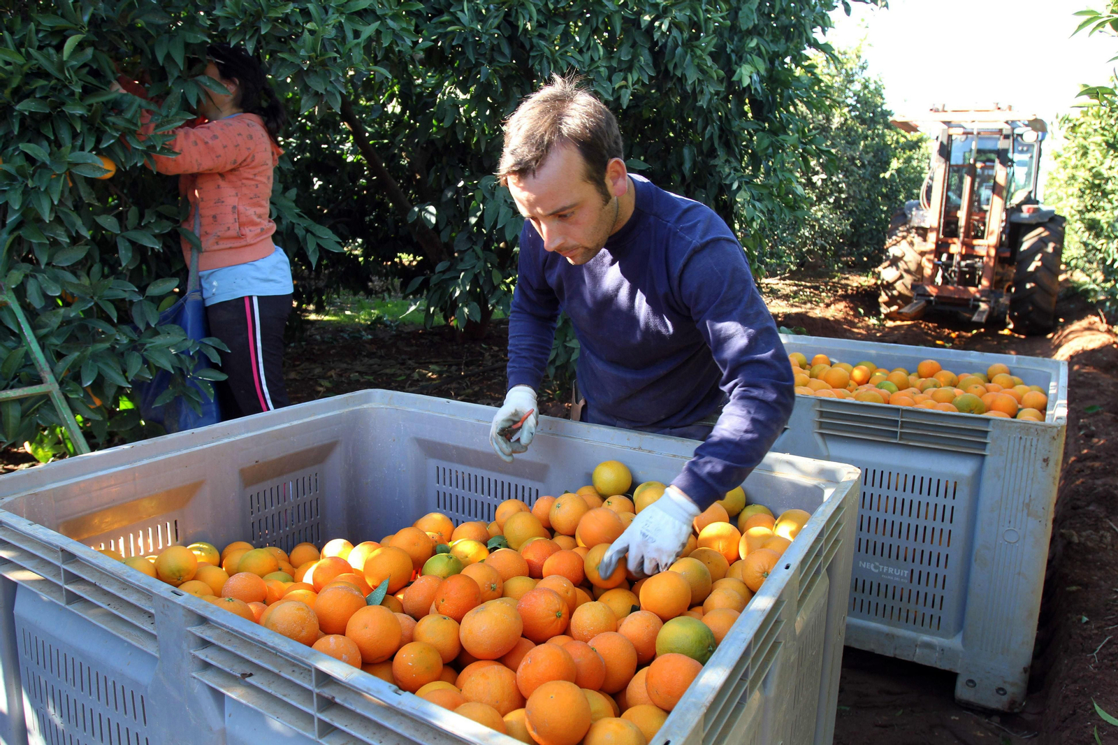 Recogida de naranjas en una finca. Recogida de naranjas en una finca.