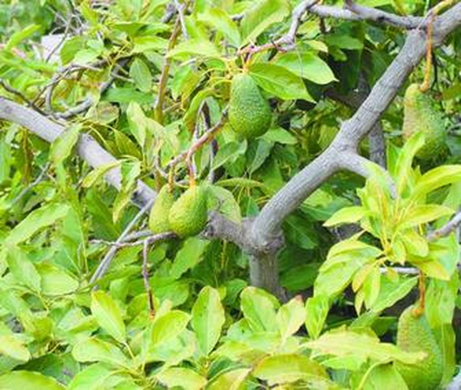 El parásito suele instalarse en las hojas del árbol y se alimenta de su savia.