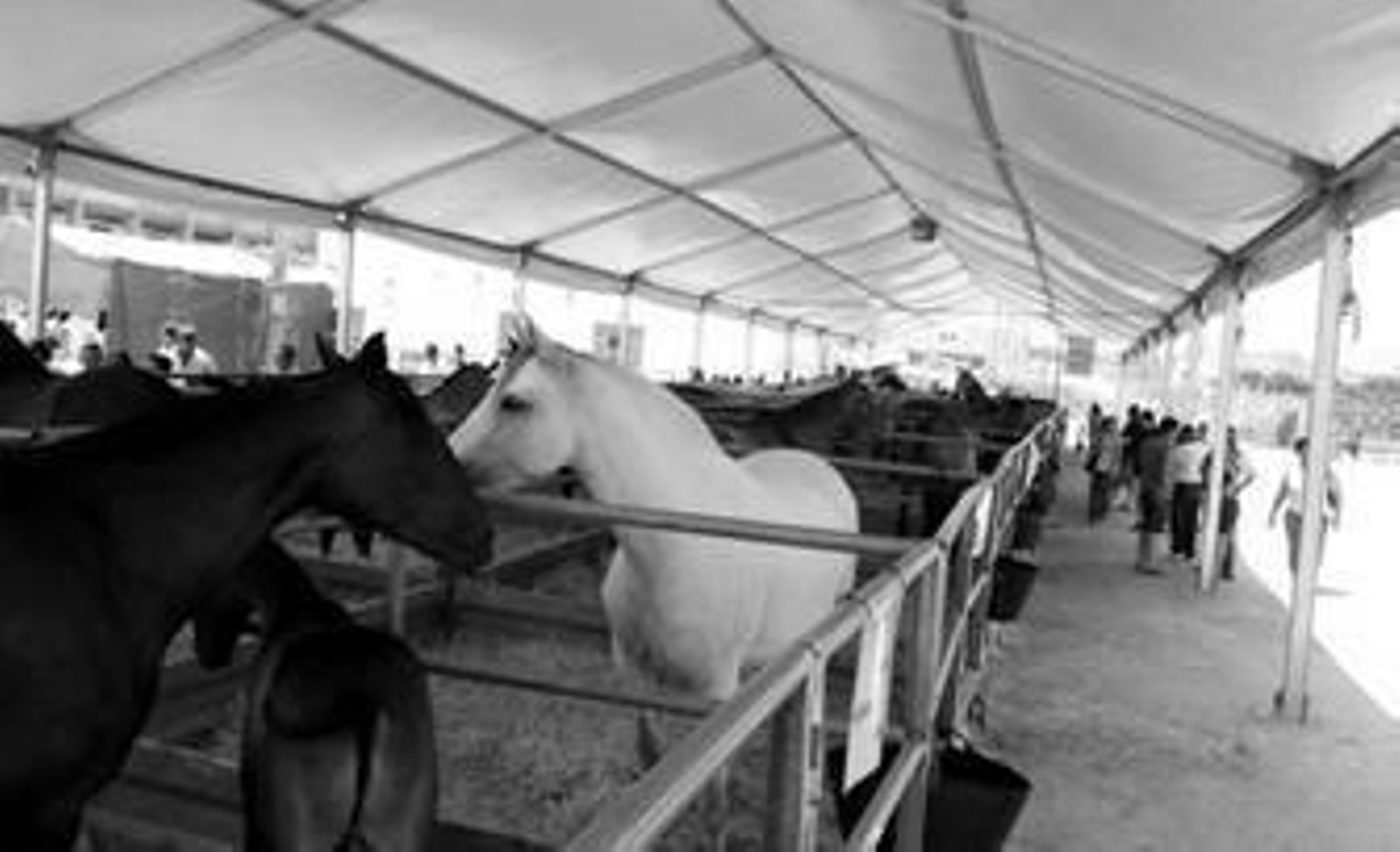 Imagen de los caballos que están expuestos en la Feria del Ganado.