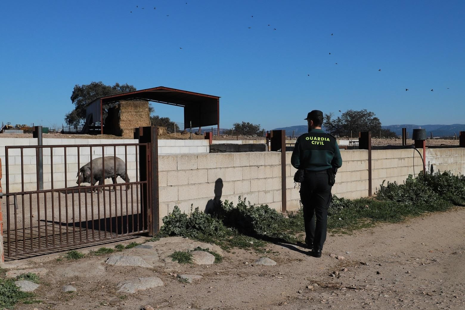 Una jornada con la Guardia Civil de Pozoblanco, en imágenes