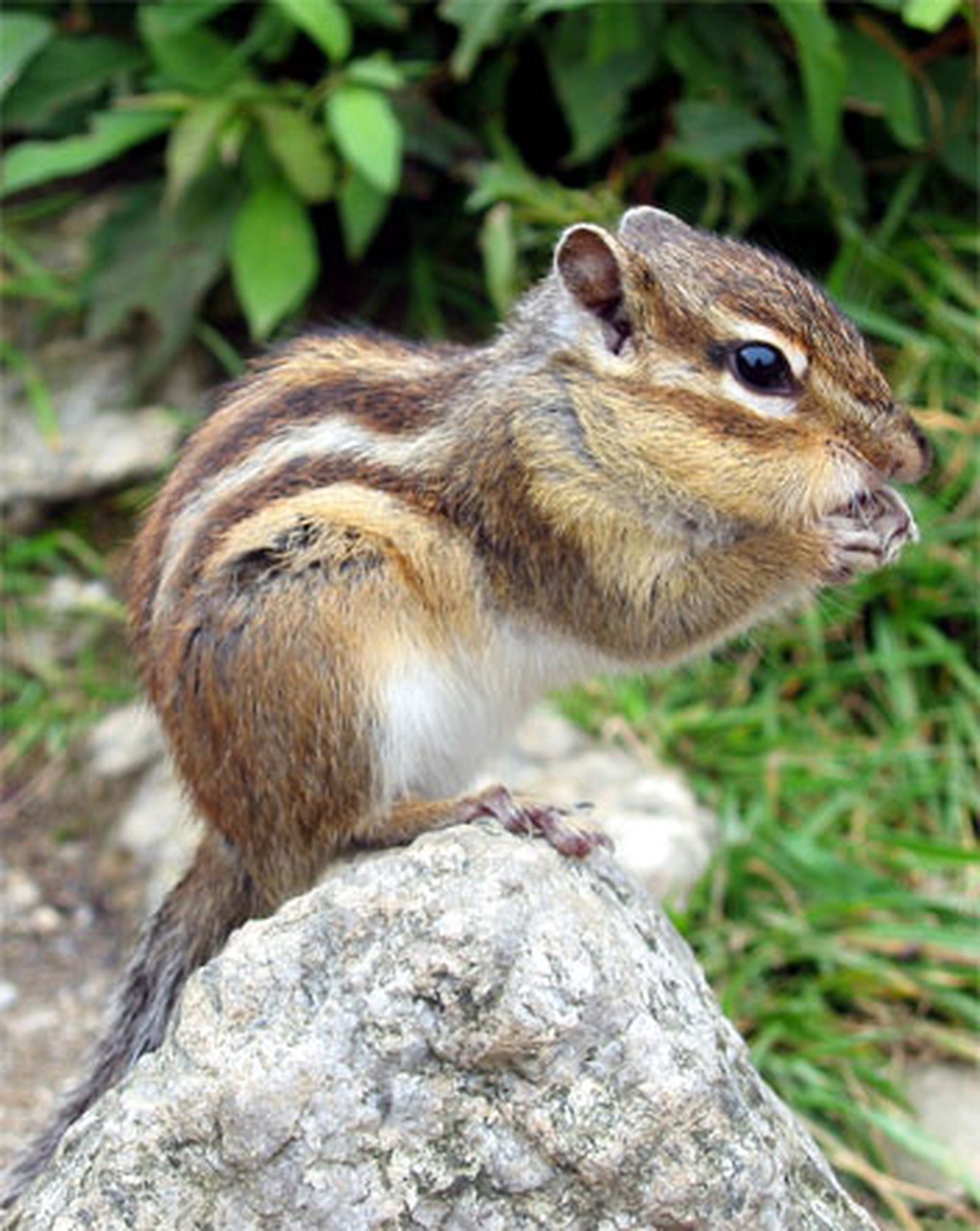 Hallan una ardilla coreana en pleno Parque de Grazalema