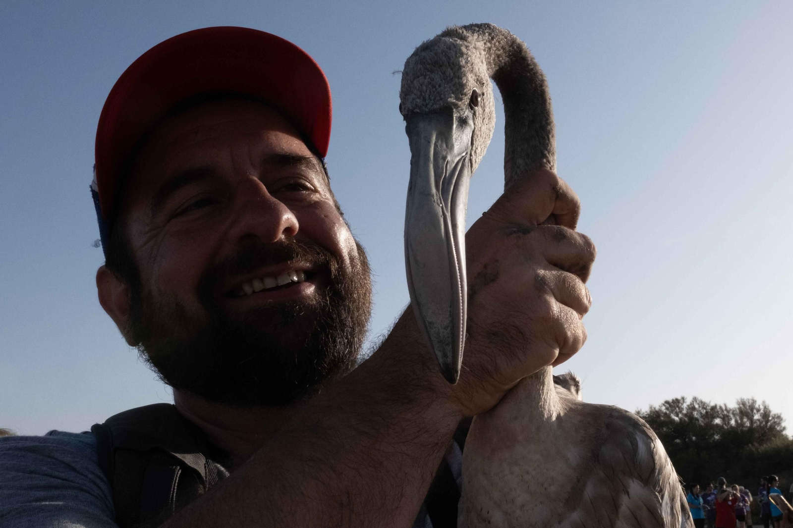 Anillamiento de flamencos en la Laguna de Fuente de Piedra, en imágenes