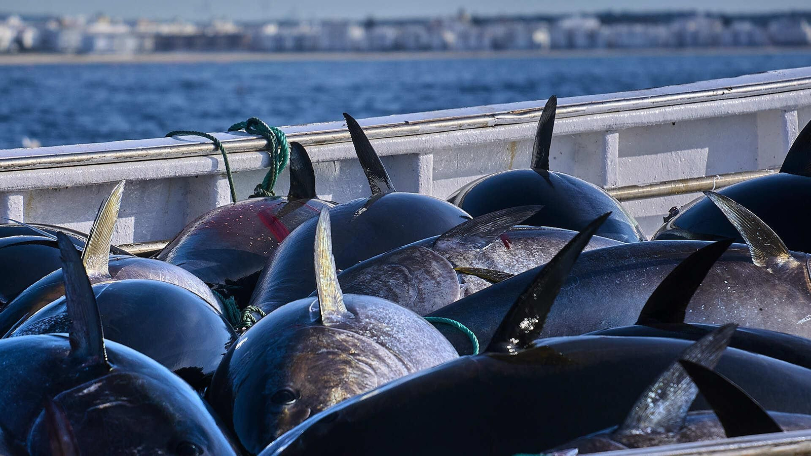 Atunes en cubierta.