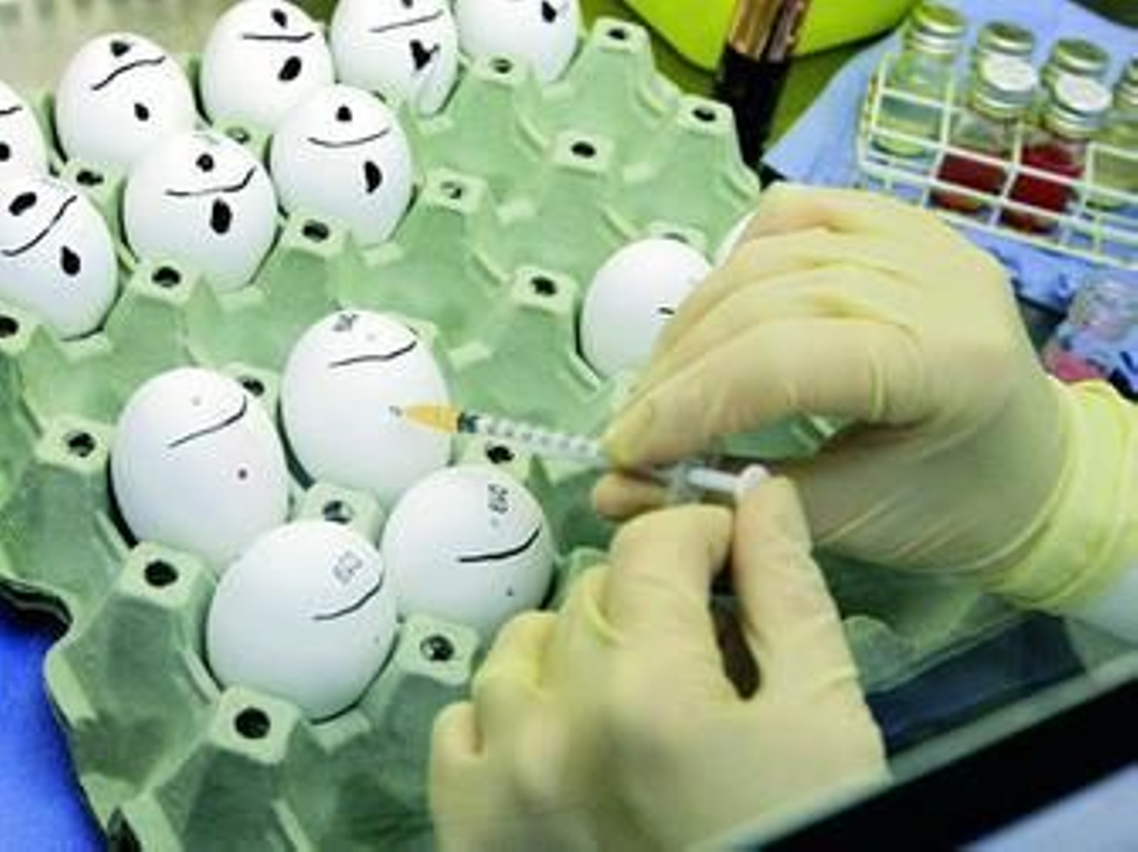 Inoculación del virus de la gripe aviar en un laboratorio británico.