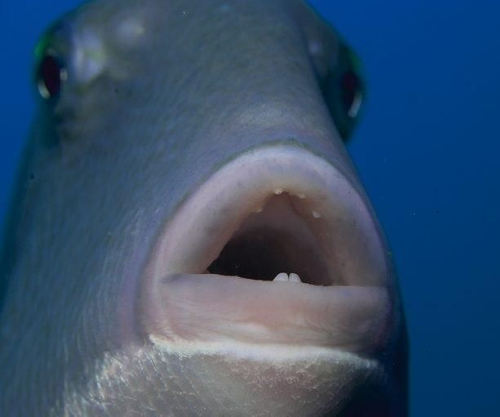 Detalle de la boca del pez ballesta.