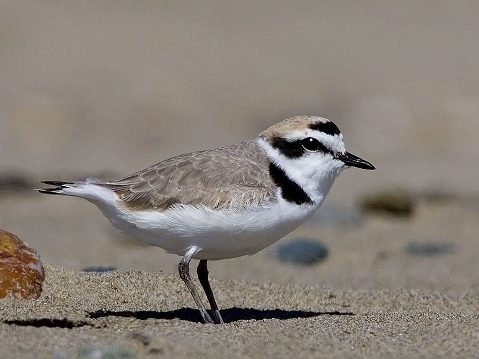 n ejemplar de chorlitejo patinegro, una especie en peligro de extinción en toda España.
