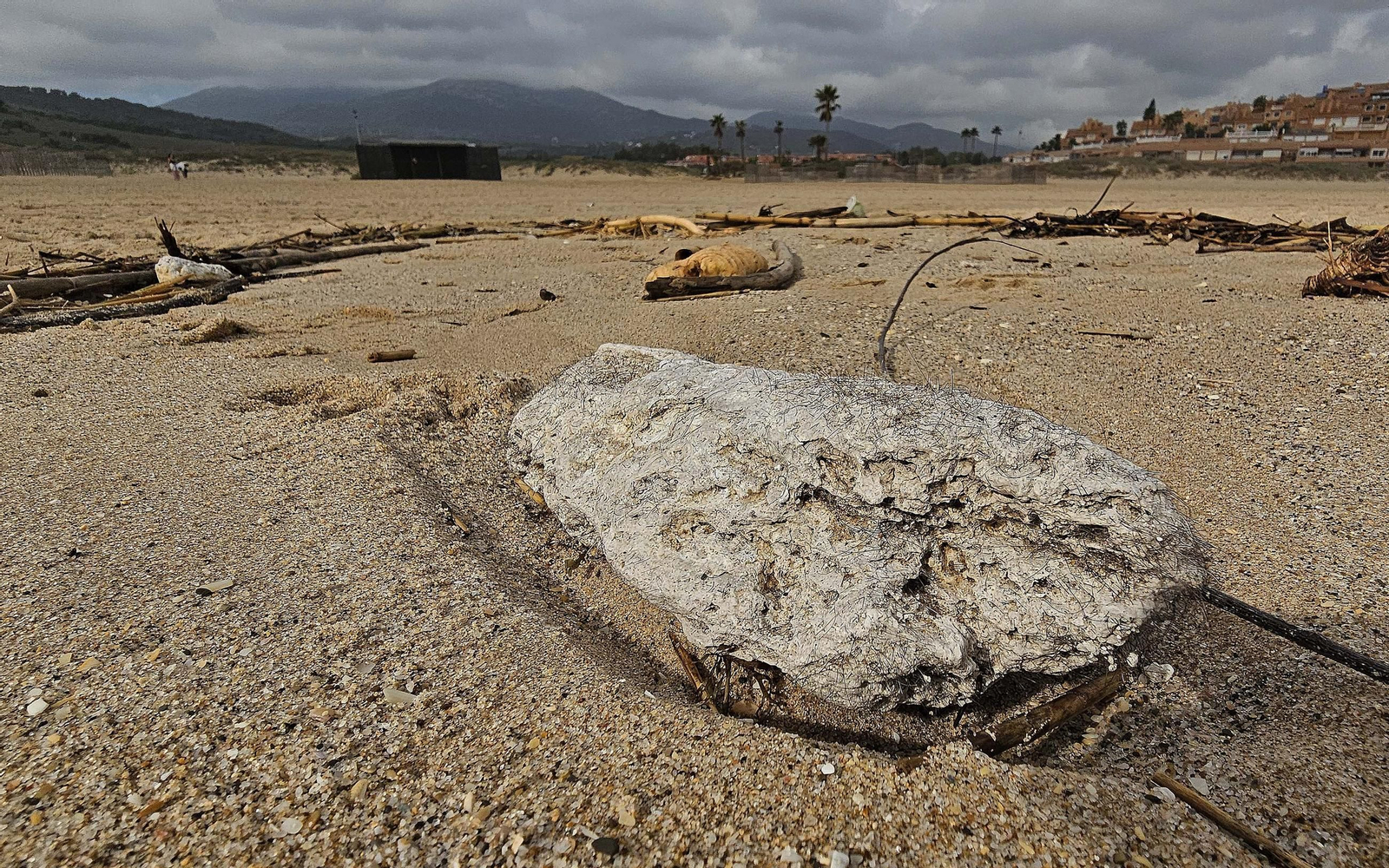 Fotos de la limpieza de las bolas blancas en la playa de Getares en Algeciras