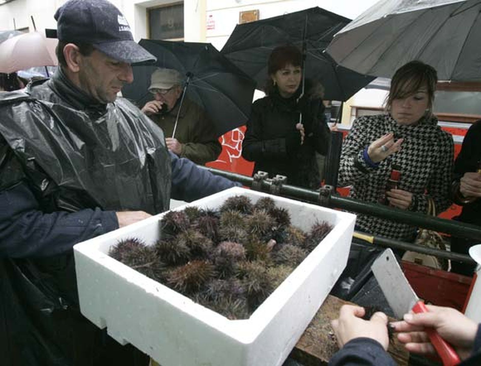 Más de 1.700 kilos de ostiones y erizos calientan el Carnaval