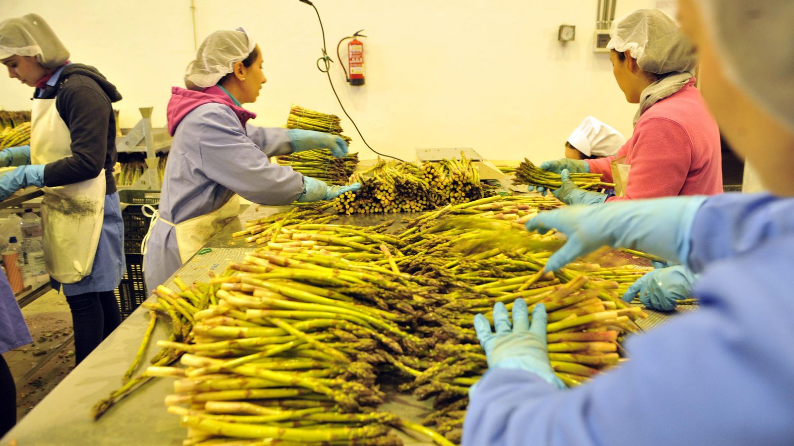 Espárragos de Alcalá del Valle.