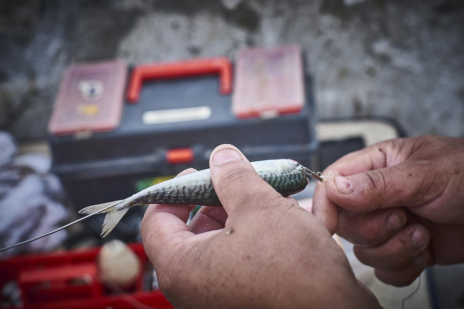 La afición a la pesca en Cádiz, en imágenes