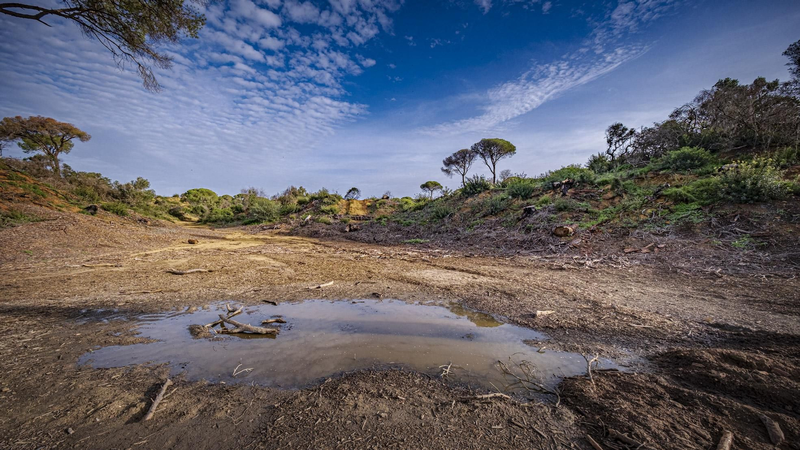 Las imágenes de escolares reforestando el pinar de Las Canteras de Puerto Real.