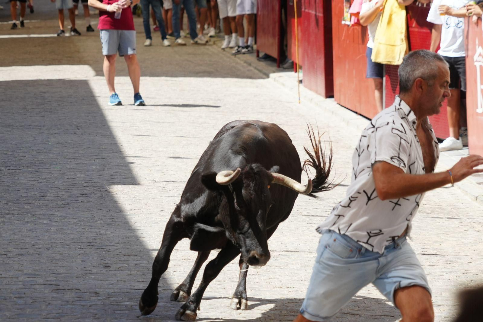 Las mejores imágenel del encierro de vaquillas de El Viso