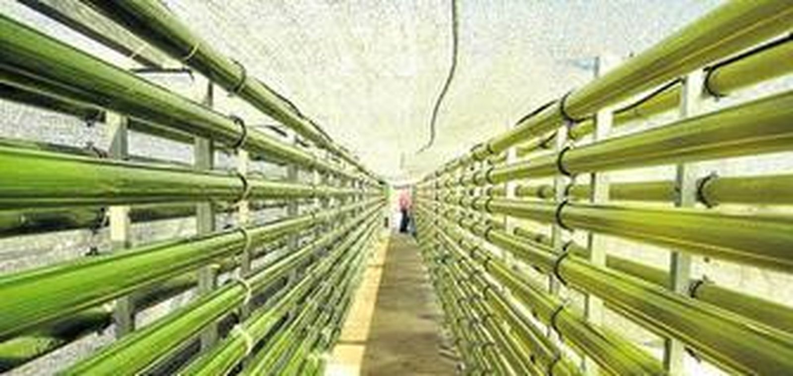 1. Parte de las instalaciones que la empresa AlgaEnergy tiene en una parcela contigua a la central de ciclo combinado de Iberdrola, en Arcos, con una extensión de unos 4.000 metros cuadrados. 2. Uno de los biorreactores donde se cultivan estos microorganismos. 3. Otra zona para el cultivo de las microalgas que toman el CO2 procedente de la central 4. Una de las cosechas de las que se saca biomasa que se aplica en fertilizantes, salud y alimentos. FOTOS: ramón aguilar