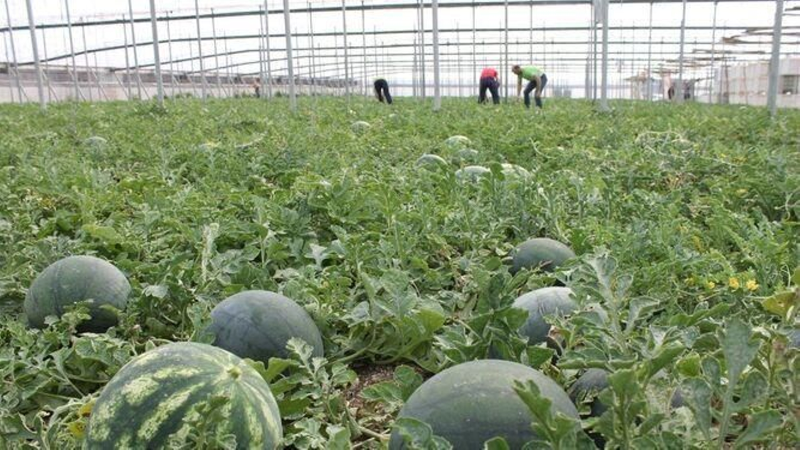 Finca de sandía en la provincia de Almería.
