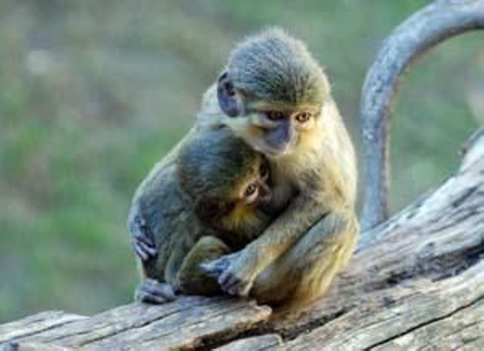 Nace en Fuengirola una cría de talapoín norteño, el más pequeño primate africano