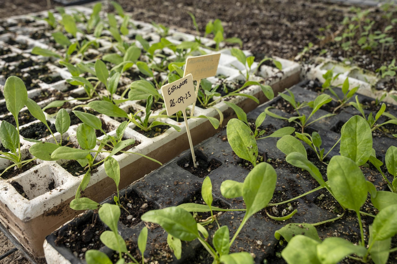 Visitamos el IES Sol de Portocarrero de La Cañada de San Urbano para ver las nuevas infraestructuras para FP en los centros educativos de la provincia de Almería, en imágenes